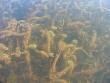Myriophyllum sp.