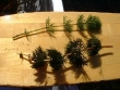 Bidens beckii