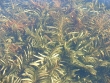 Potamogeton robbinsii