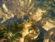 Potamogeton amplifolius