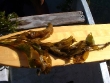 Potamogeton amplifolius