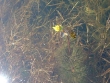 Bidens beckii