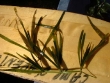 Potamogeton zosteriformis 