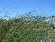 Scirpus lacustris