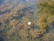 Ranunculus aquatilis 