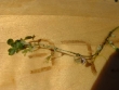 Callitriche palustris 