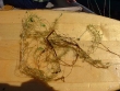 Utricularia minor