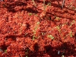 Vaccinium oxycoccos dans la sphaigne rouge