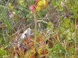 Sarracenia purpurea