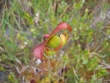 Sarracenia purpurea