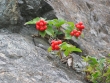 Cornus canadensis