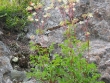 Aralia hispida