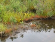 Utricularia et Drosera