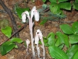 Monotropa uniflora