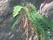 Dryopteris fragrans