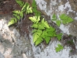 Gymnocarpium jessoense subsp. parvulum