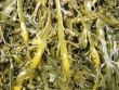 Ascophyllum nodosum 