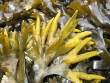 Fucus distichus evanescens