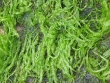Enteromorpha intestinalis 