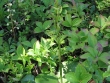 Platanthera hookeri 