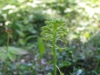Malaxis unifolia