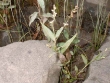 polygonum-punctatum-vr-parvum