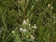Aster lanceolatus Willd. var. simplex