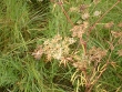 Cicuta maculata Linnaeus var. victorinii 