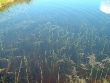 Scirpus subterminalis