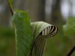 arisaema-triphyllum-2.jpg