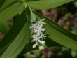 maienthemum-stellatta.jpg