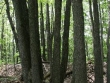 thalle-fraxinus.jpg