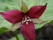 trillium-erectum-2.jpg