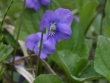 viola-cucullata-2.jpg