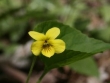 viola-pubescens.jpg
