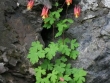 aquilegia-canadensis.jpg