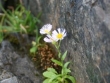 erigeron-provancher-2.jpg