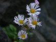 erigeron-provancher.jpg
