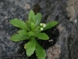 erigeron-provancheria-3.jpg