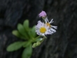 erigeron-provencher.jpg