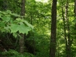 foret-bord-anse.jpg