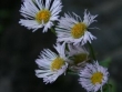 gros-plan-erigeron.jpg