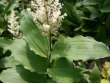maienthemum-racemosa-2.jpg