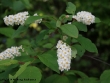 prunus-pennsylvanica.jpg