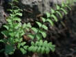 adiantum-aleuticum.jpg