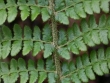 polystic-braun-3.jpg