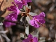 rhododendron-de-laponie.jpg