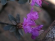 rhododendron.jpg