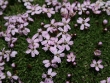 silene-acaule.jpg