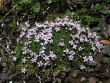 silene-acule-2.jpg